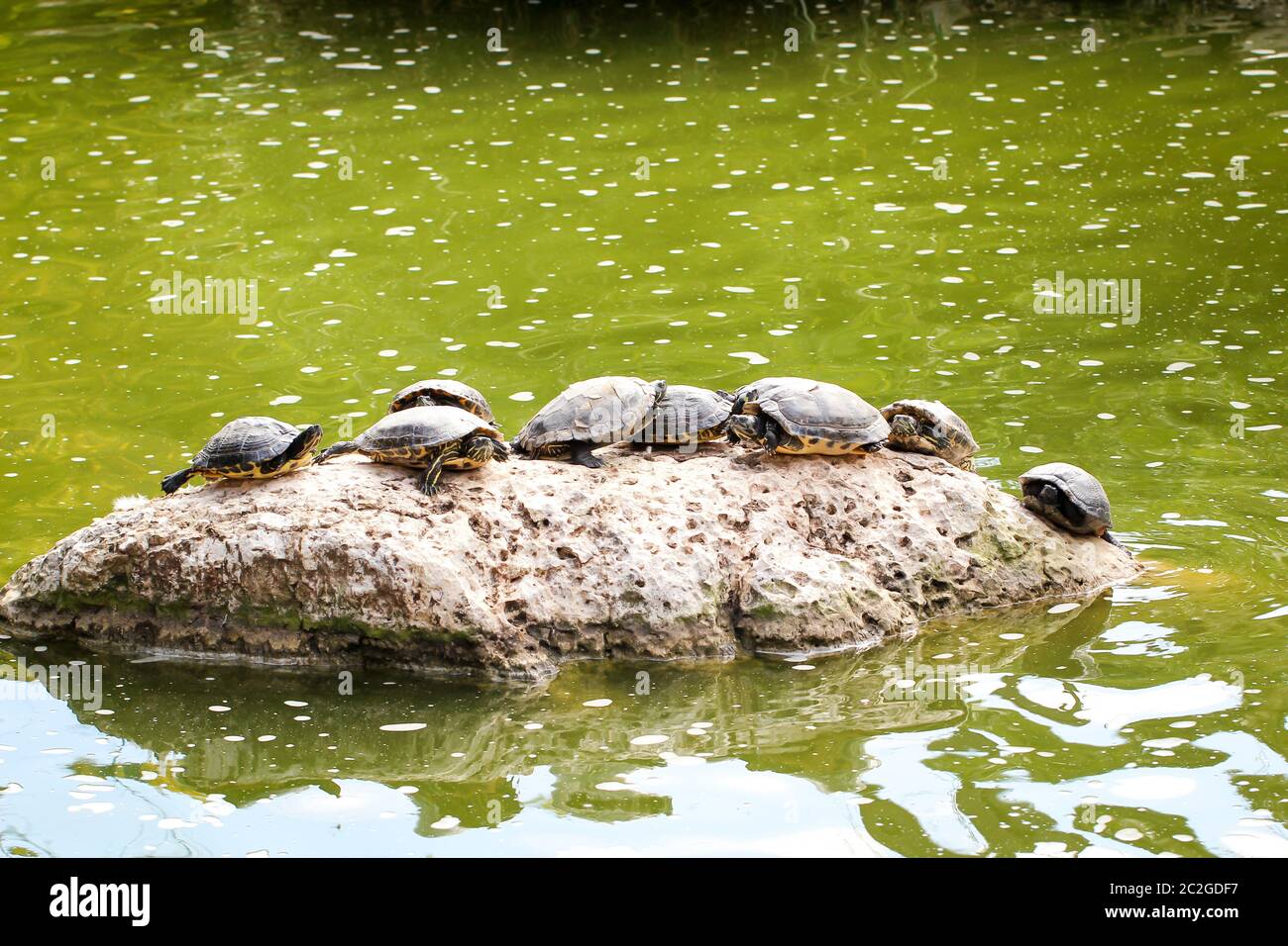 Muchas tortugas de agua en una piedra en el estanque Foto de stock