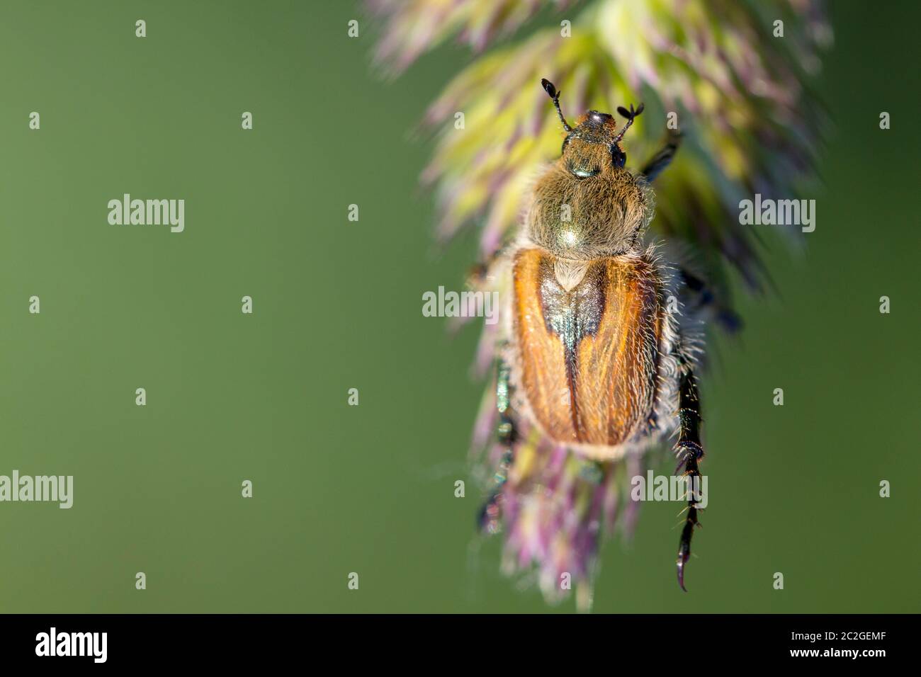 Escarabajo japonés en una hierba verde. Plaga agrícola. Foto de stock