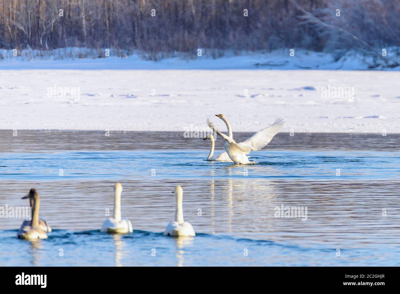 Cisnes blancos en invierno en un río no congelado en un día soleado Foto de stock