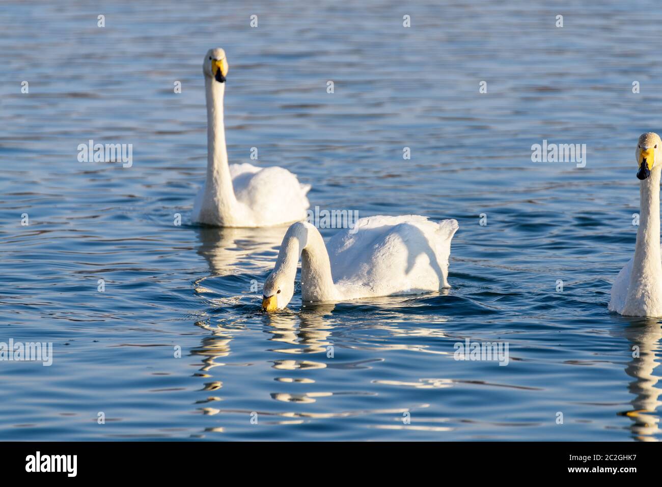 Cisnes blancos en invierno en un río no congelado en un día soleado Foto de stock