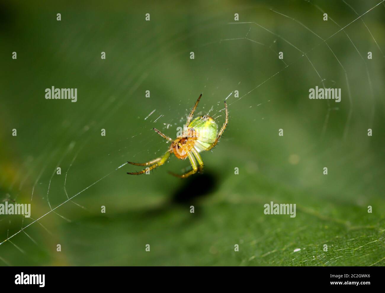una araña de calabaza en la red Foto de stock