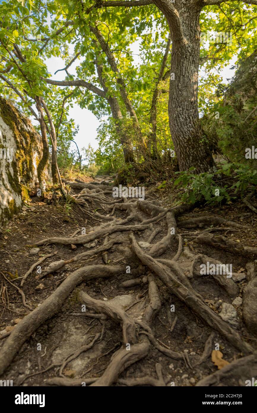 Las raíces de un árbol que apareció en la tierra. Foto de stock