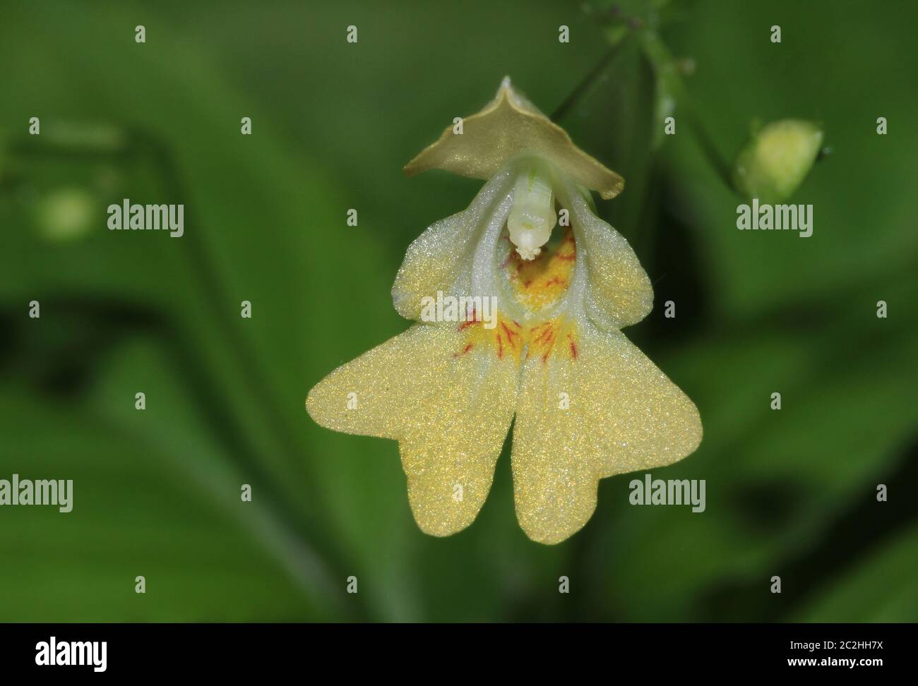 Balsam pequeño, toque-no-yo-flor pequeña, parviflora impatiens, flor Foto de stock