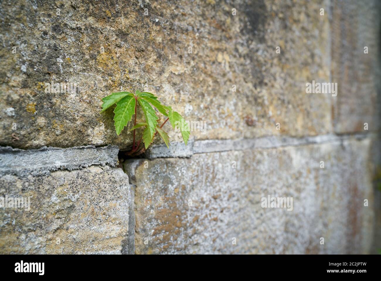 Lucha de supervivencia de una planta en la grieta de una pared Foto de stock