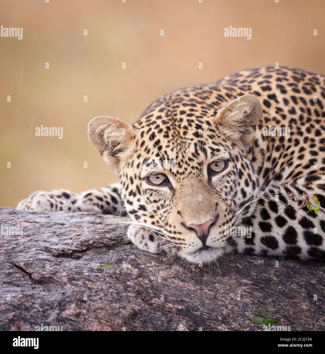 Retrato de la cara del leopardo descansando en un árbol mirando directamente a una cámara en lluvia lloviendo en el Parque Kruger de Sudáfrica Foto de stock