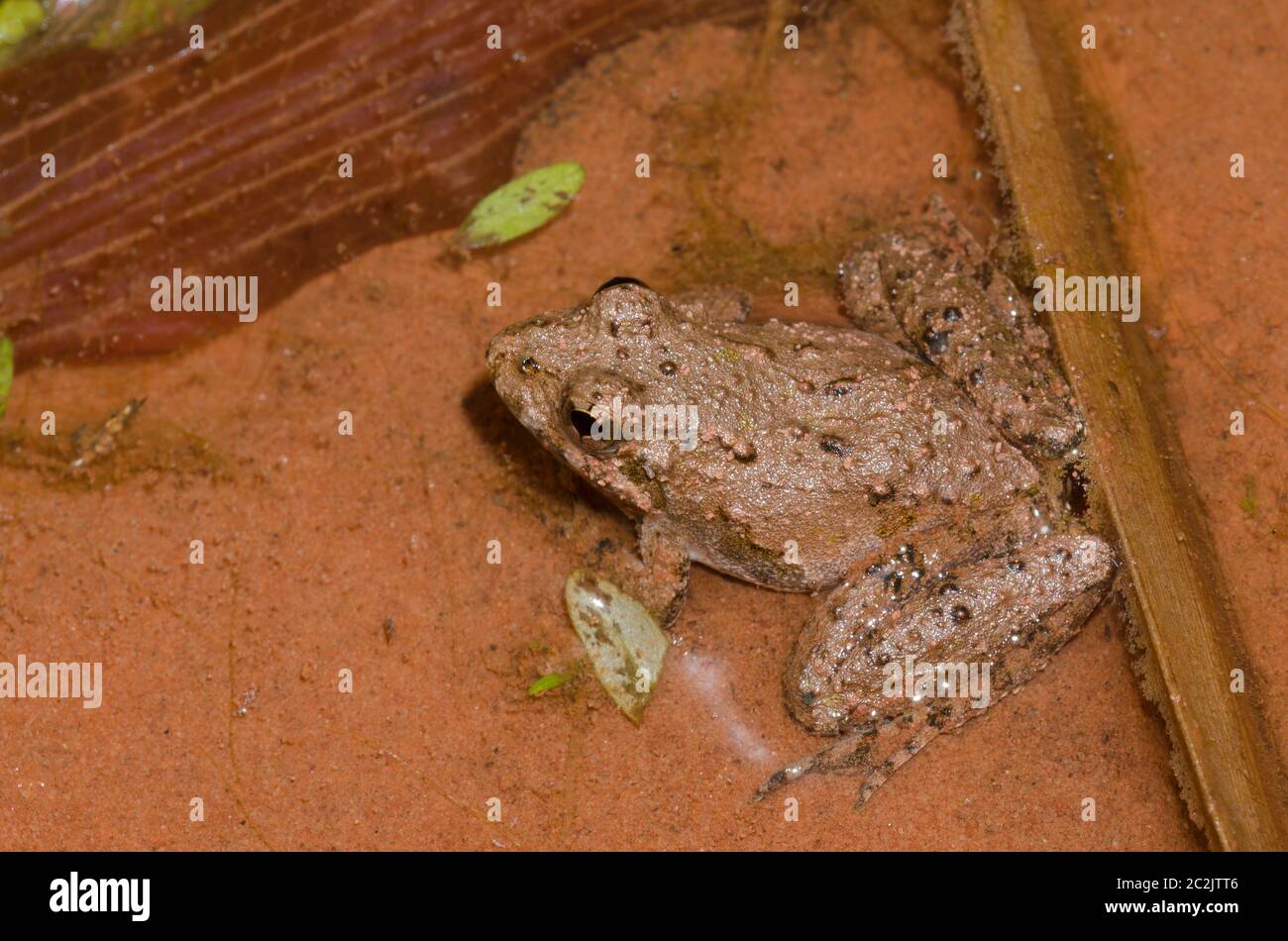 La rana de cricket de Blanchard, Acis blanchadi Foto de stock