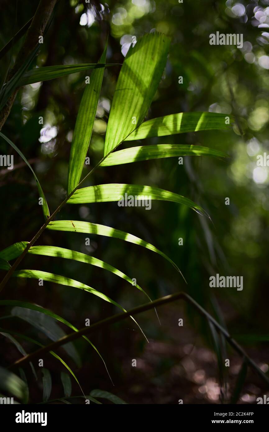 Primer plano de las hojas de las plantas tropicales en la selva submontana en contraluz. Foto de stock