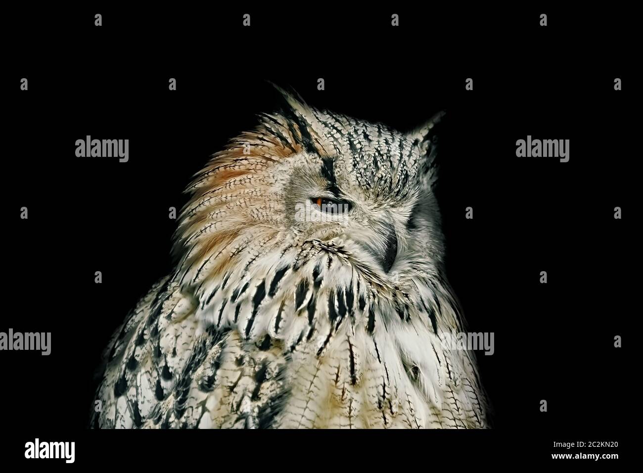 Retrato de Owl sobre el fondo negro Foto de stock