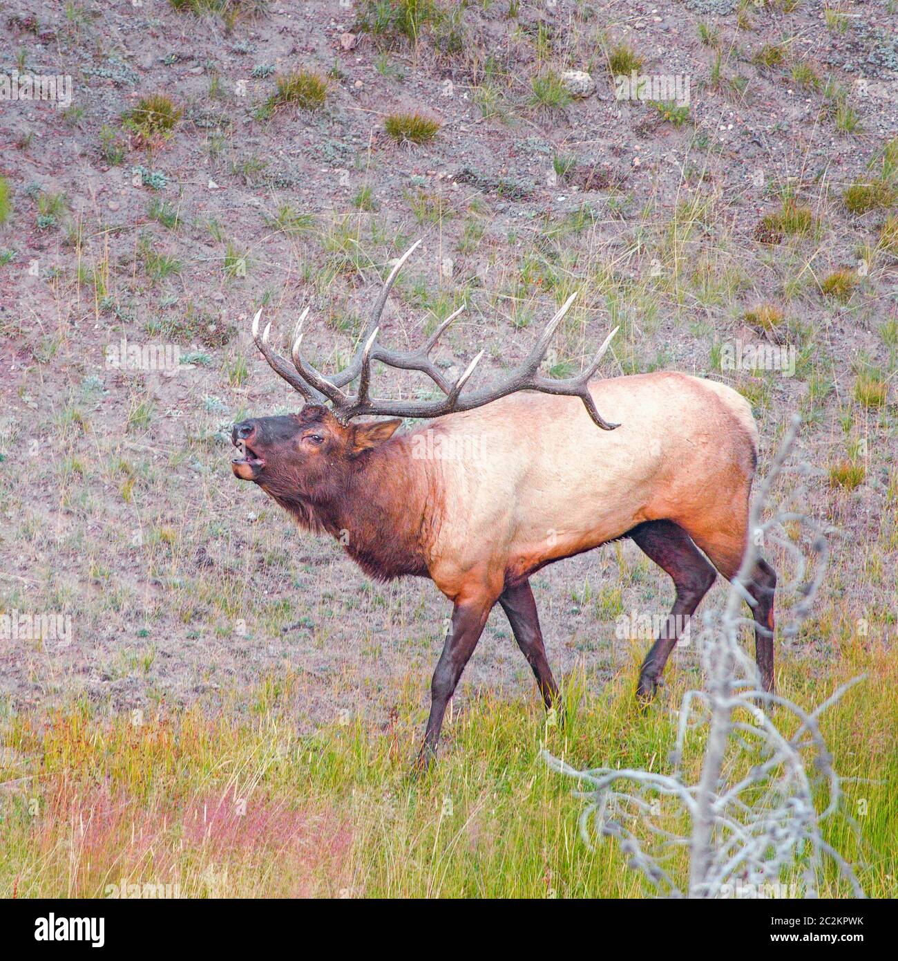 Elk macho o Wapiti (Cervus canadensis) llamando al Parque Nacional Grand Teton. Wyoming. EE.UU Foto de stock