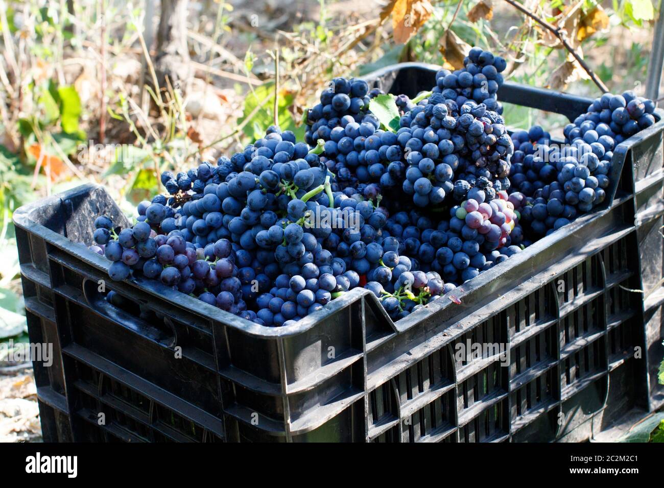 Las uvas en cajas de plástico durante la vendimia en el sur de Italia,  Apulia Fotografía de stock - Alamy