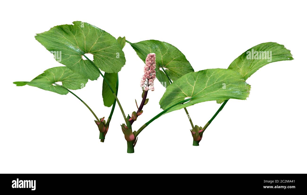 3D rendering de Petasites o butterburs o plantas coltsfoots aislado sobre fondo blanco. Foto de stock
