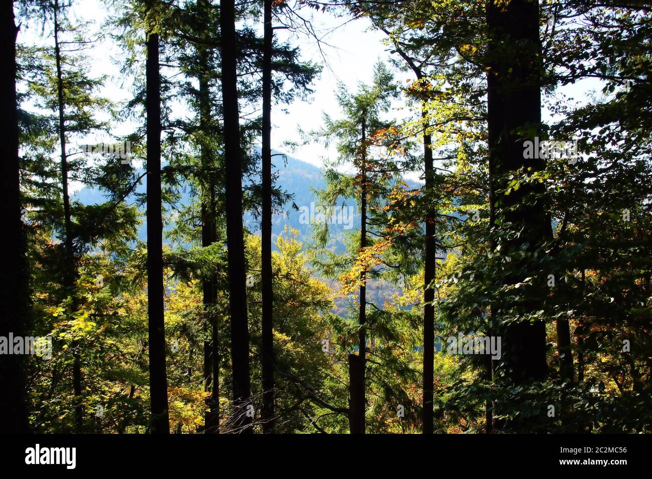 Nadelbäume und farbige Laubbäume im Herbst bei Annweiler im Pfälzerwald Foto de stock