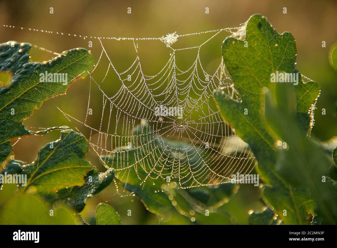 Cobweb cubrió gotas de lluvia. Gotas de agua en la tela de araña que viven entre las hojas de roble Foto de stock