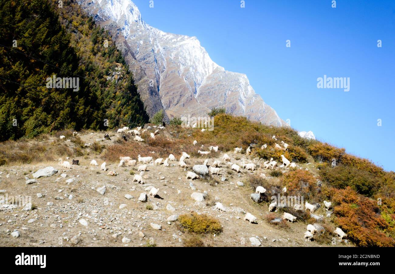 Rebaño de ovejas en una exuberante montaña Himalaya a distancia en verano - Ranikanda Meadows, Karcham terrain park, valle de Spiti, Himachal Pradesh, India, asi Foto de stock