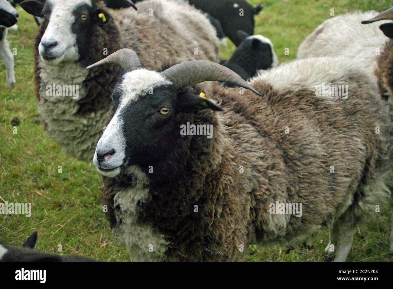 Ovejas de raza rara con cuernos y una capa gruesa negra, blanca y marrón. Probablemente Jacobs raza de ovejas. Foto de stock