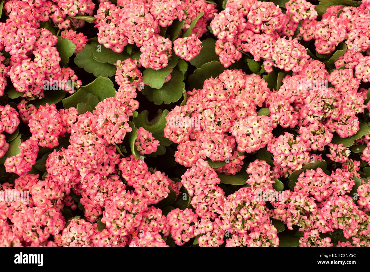 De cerca flores rosas de fondo Foto de stock