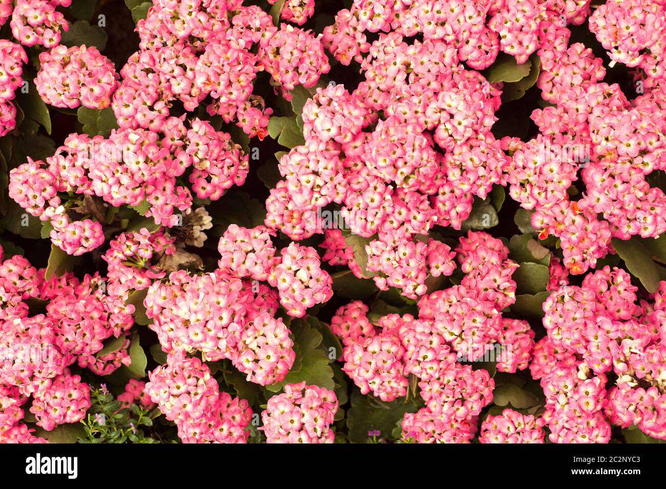 De cerca flores rosas de fondo Foto de stock