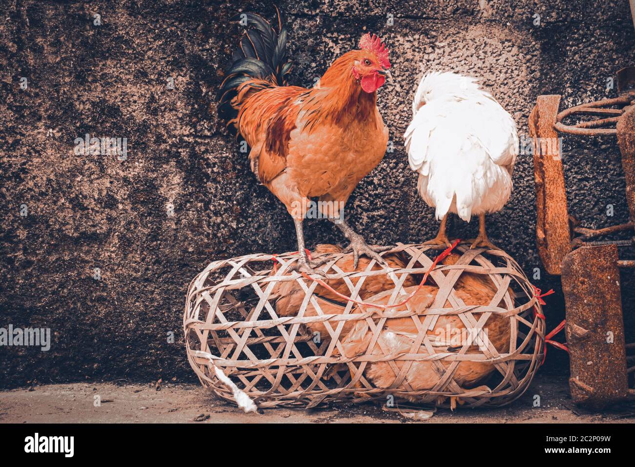 Pollos nativos en libertad itinerantes en ha giang, Vietnam, que muestra la vida, el sustento y la cultura de la aldea Foto de stock