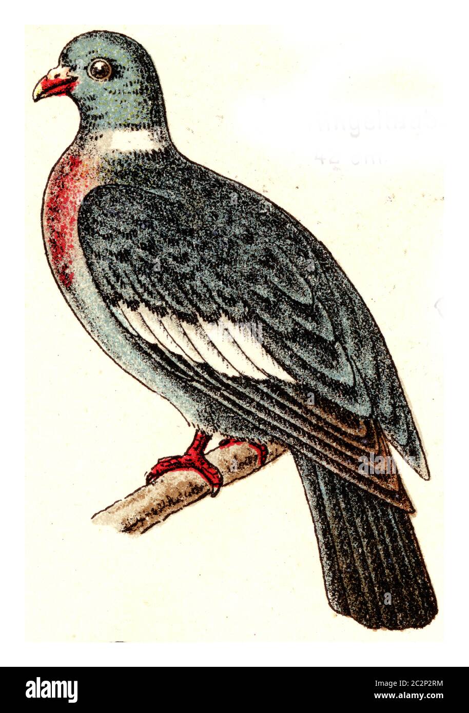 Paloma de madera, ilustración grabada vintage. De Deutch Birds of