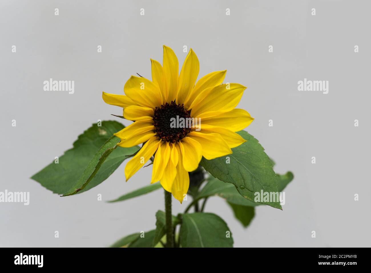 Hojas de girasol fotografías e imágenes de alta resolución - Alamy