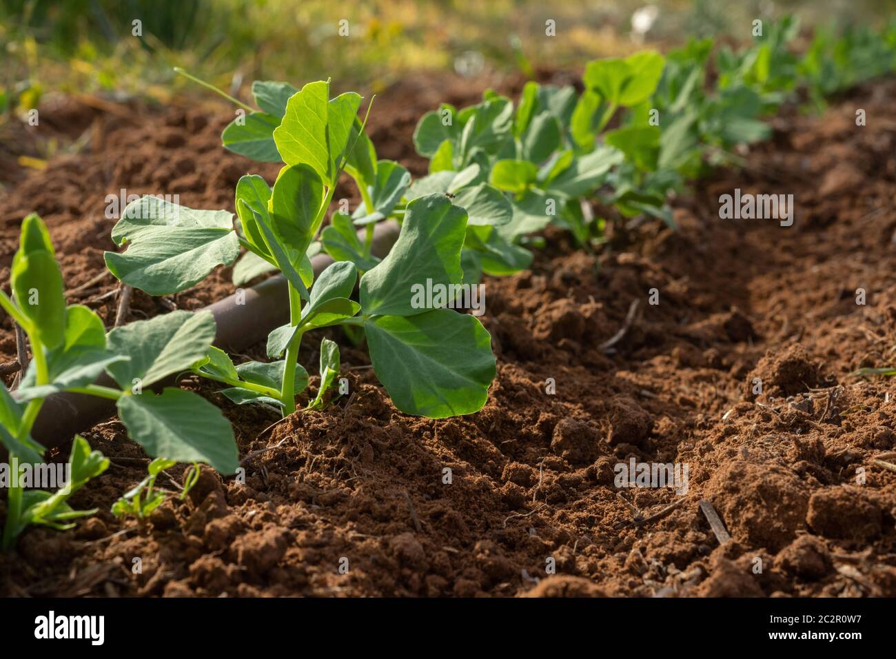 Irrigation line fotografías e imágenes de alta resolución Alamy