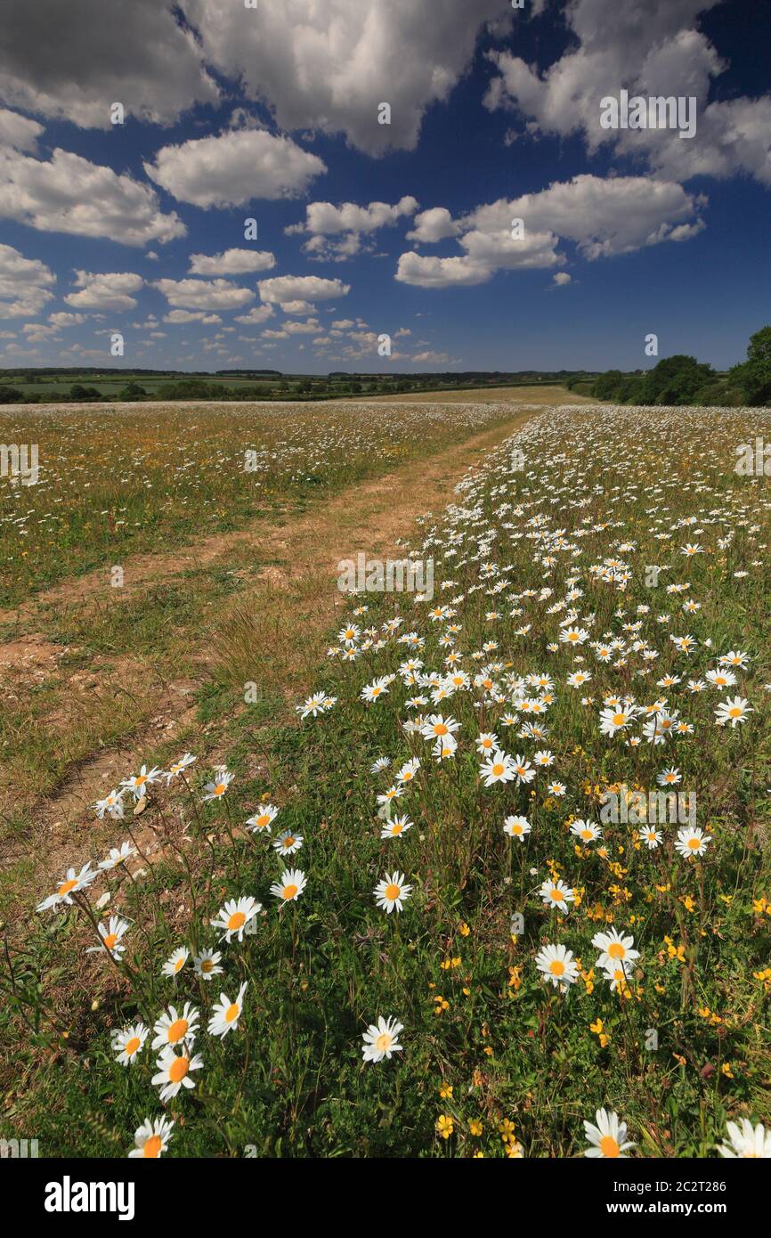 Un campo con margaritas floridas en el norte rural de Norfolk. Foto de stock
