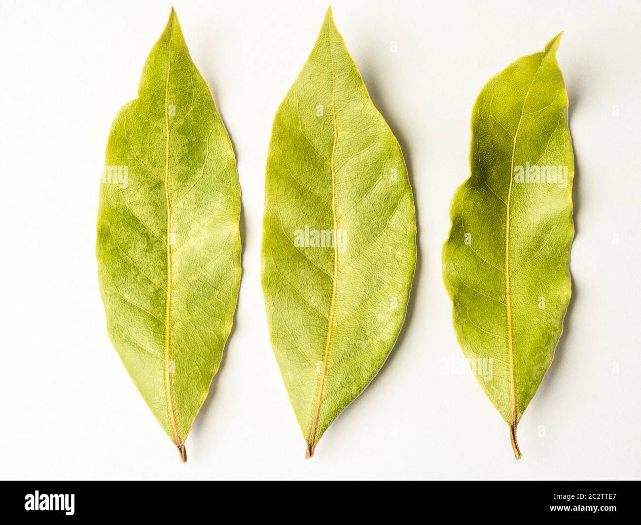 Hoja de laurel seca fotografías e imágenes de alta resolución Alamy