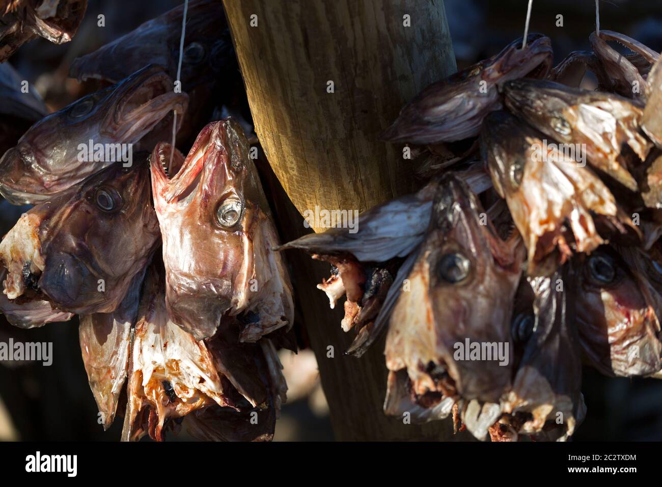Las cabezas de bacalao cuelgan para secarse en Noruega, Europa Foto de stock