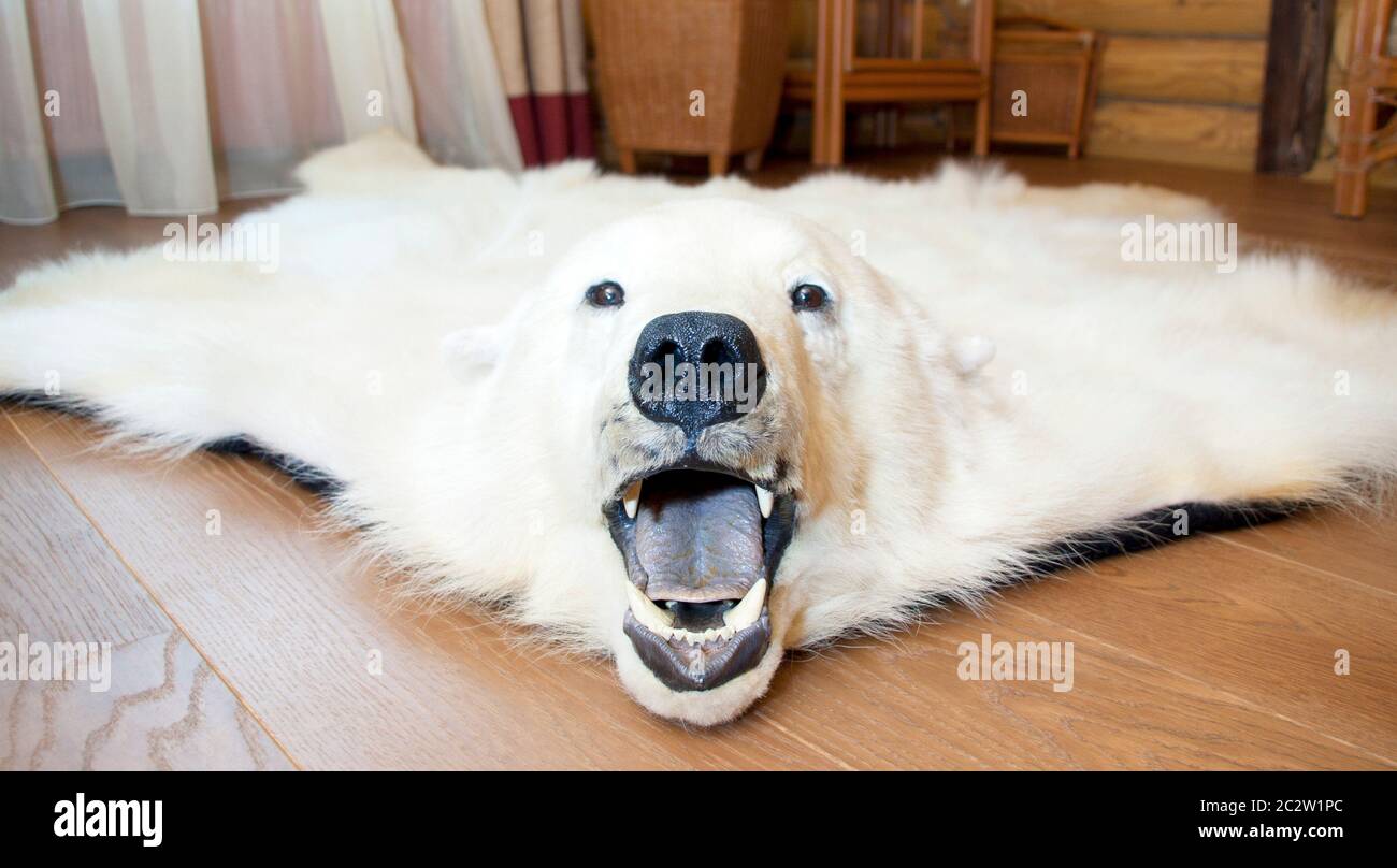 Enojado de piel de oso polar en el piso Fotografía de stock - Alamy