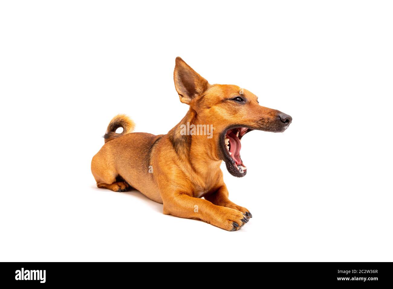 Pequeño perro marrón sentado en el suelo aislado sobre fondo blanco. Raza mixta de parson Jack russell terrier, chihuahua y ger Foto de stock