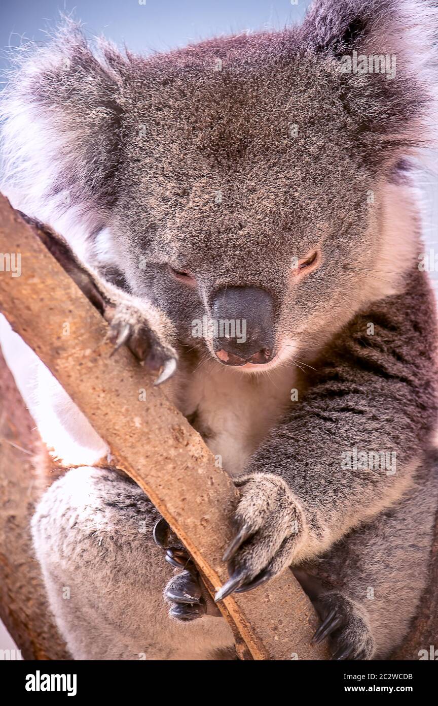 Koala Almohada suave Peluche larga fila almohada para dormir