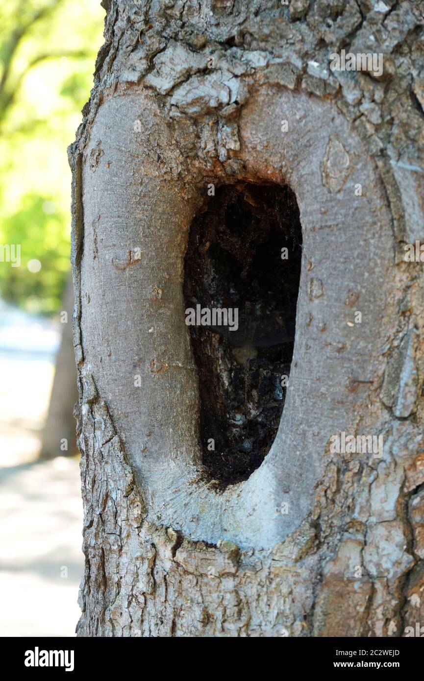 hueco grande en un árbol de cerca Fotografía de stock - Alamy