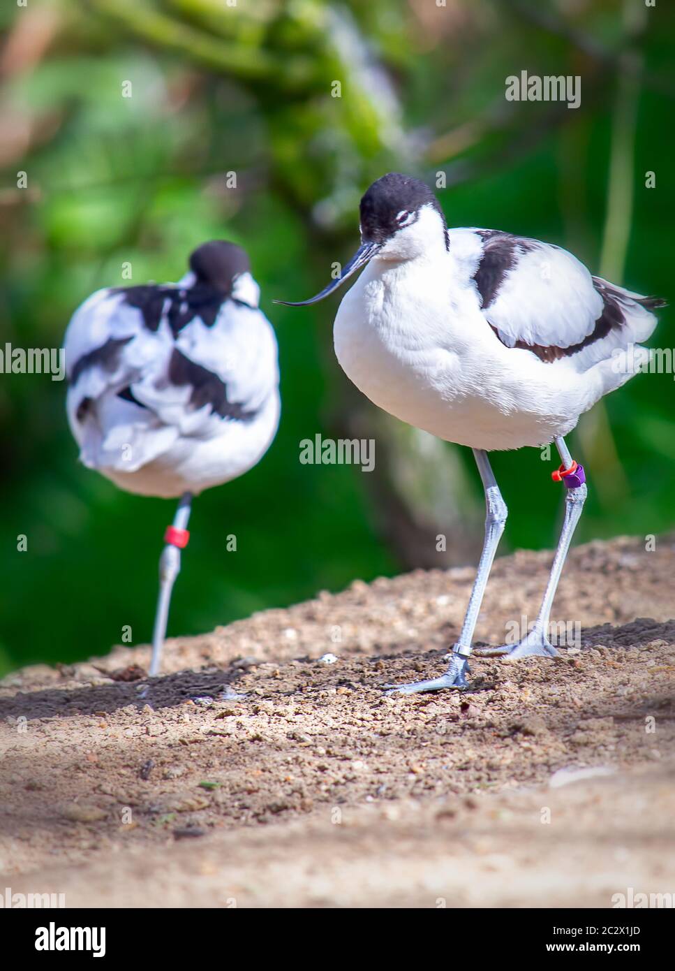 Pájaros con anillos fotografías e imágenes de alta resolución - Alamy