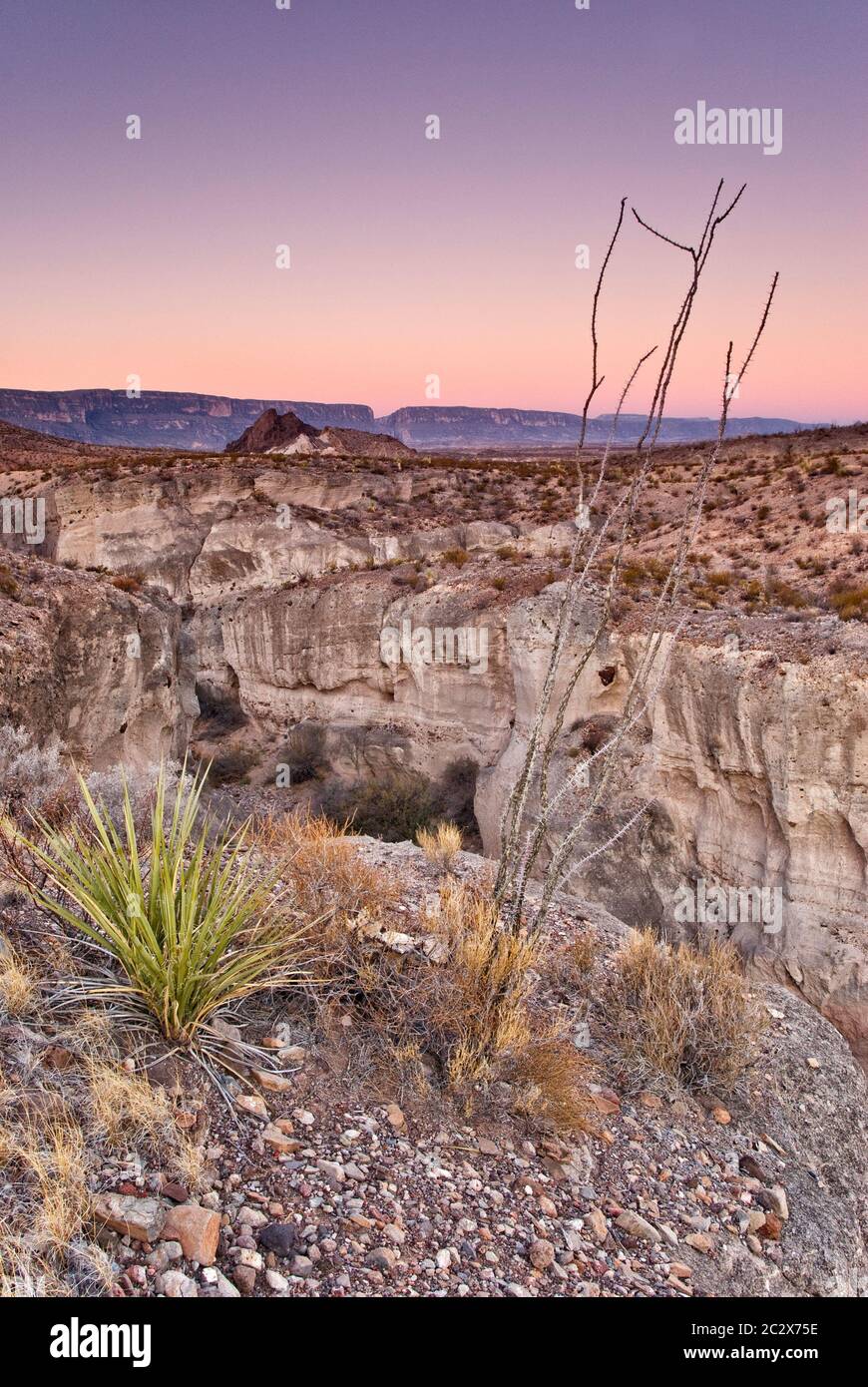 Thuff Canyon con arroyo (lecho seco del arroyo) y el Cañón Santa Elena en distancia en el amanecer, Desierto de Chihuahua en el Parque Nacional Big Bend, Texas, EE.UU Foto de stock
