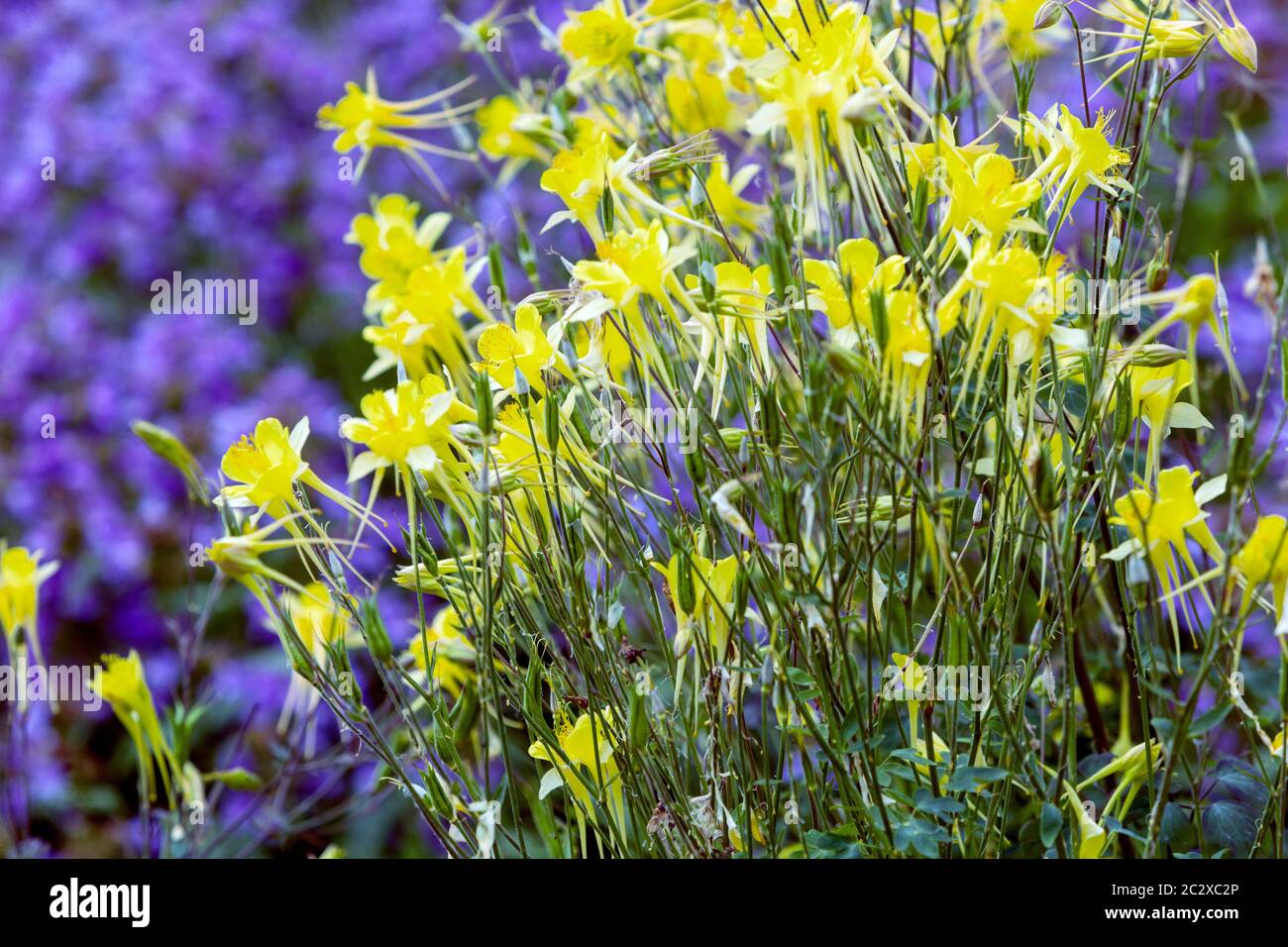 Amarillo columbina grumos verano flores jardín amarillo azul Foto de stock