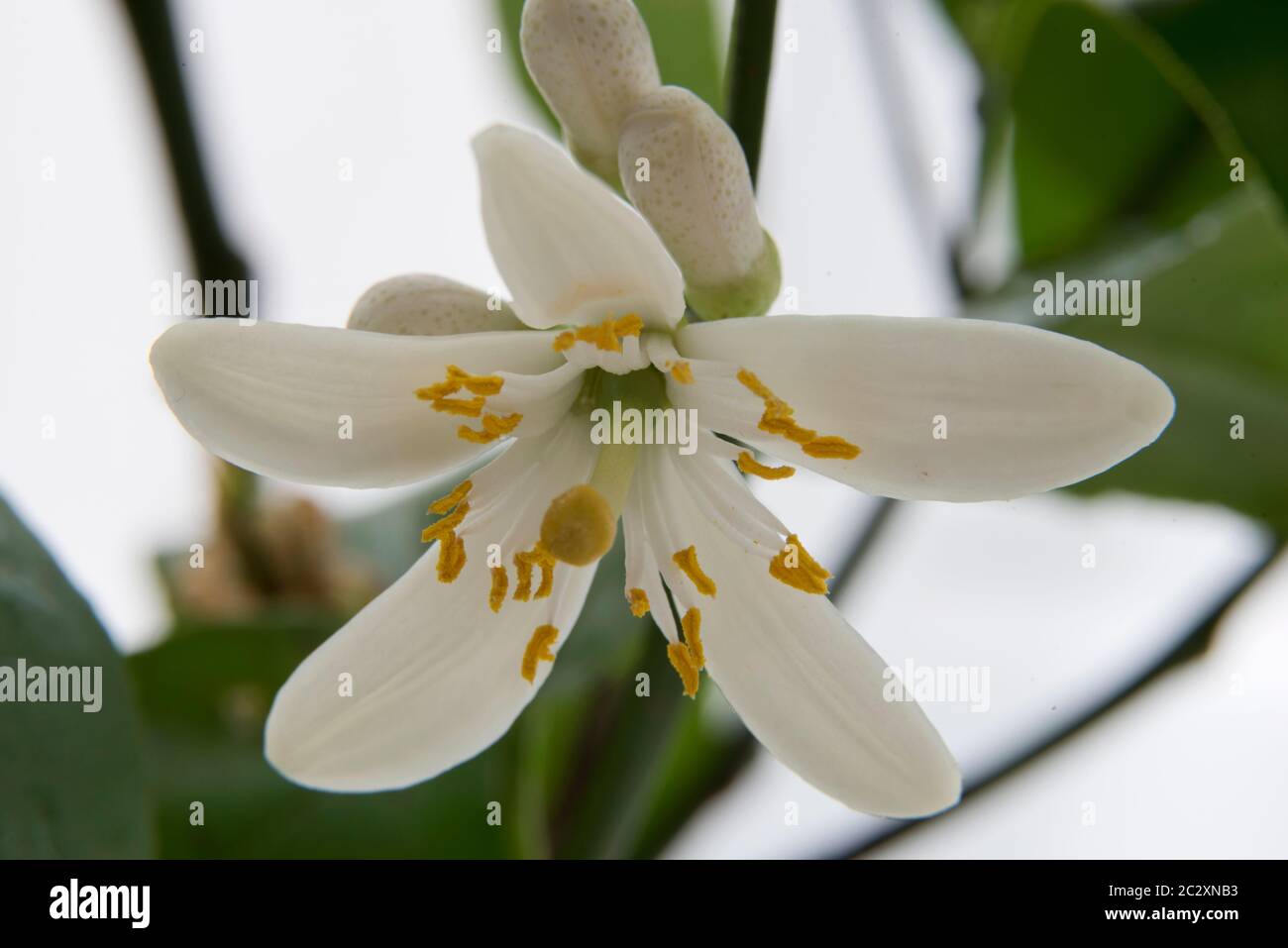 Flor del limón meyers Foto de stock