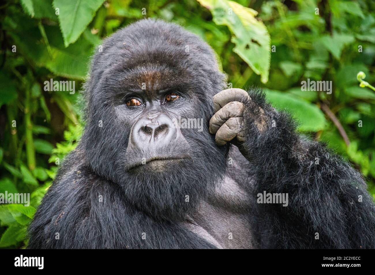 Gorila de montaña (Gorilla beringei beringei) mirando hacia fuera, Ruanda, África Foto de stock