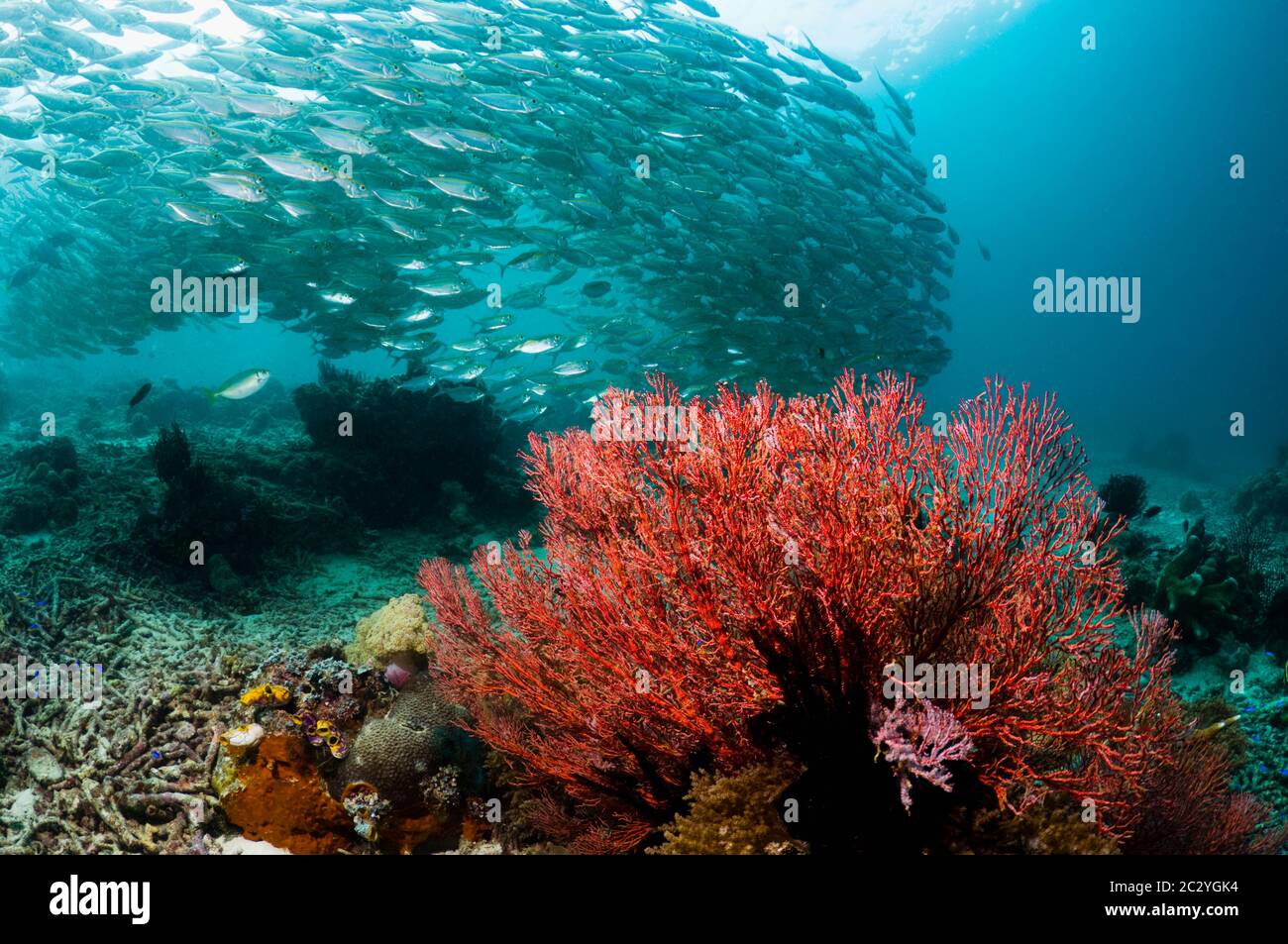 Escuela de patudo (Selar crunenophthalmus) sobre el arrecife de coral. Micool, Raja Ampat, Papúa Occidental, Indonesia. Foto de stock