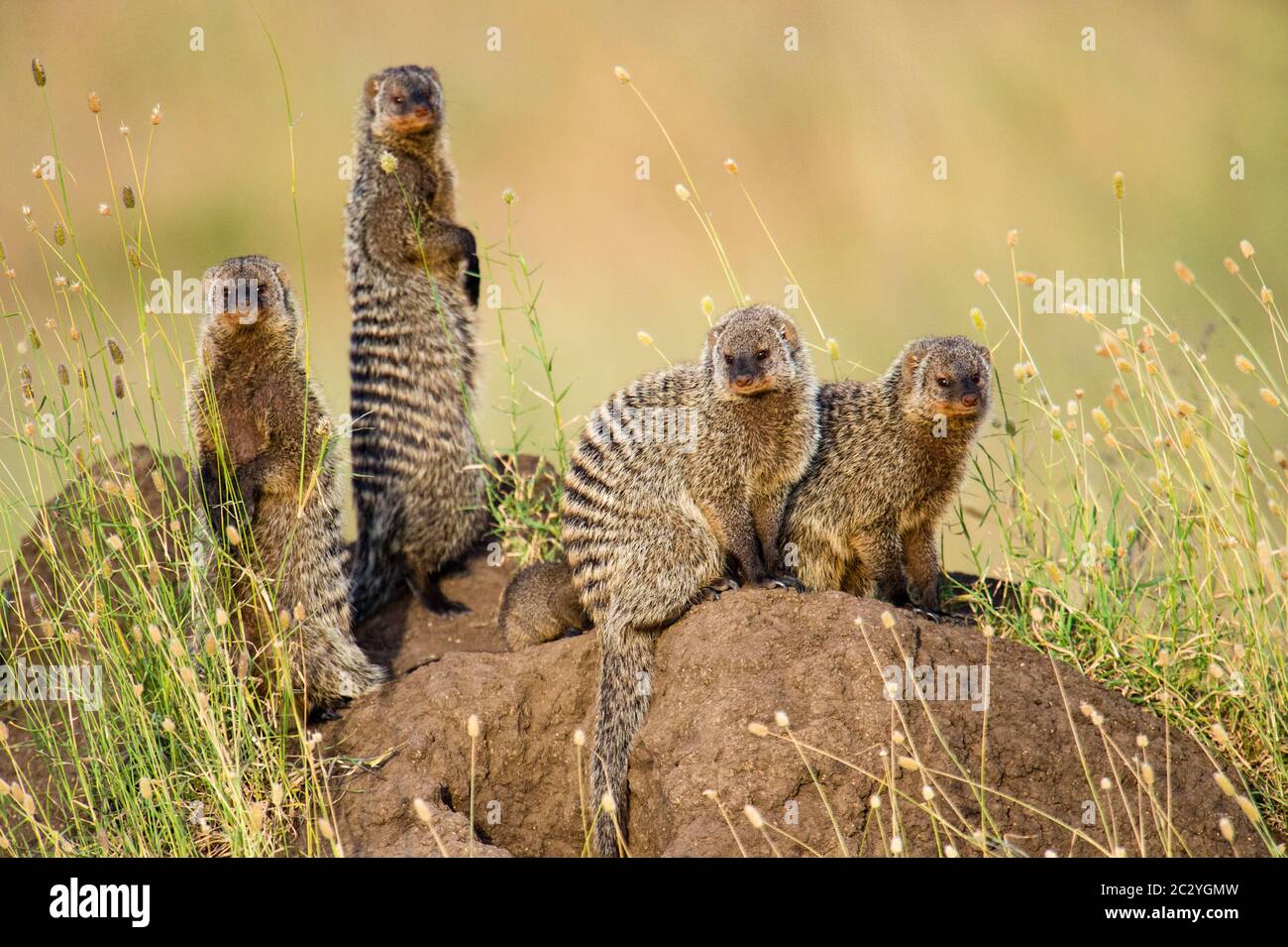 Mongoosis en bandas (Mungos mungo) sobre el rock, Serengeti, Tanzania, África Foto de stock