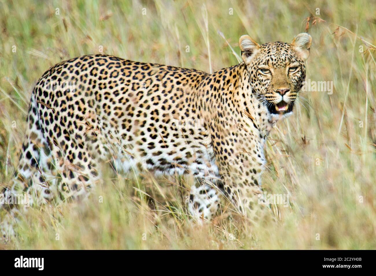 Retrato de cerca del leopardo (Panthera pardus), Parque Nacional Serengeti, Tanzania, África Foto de stock