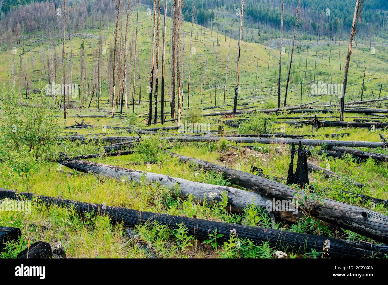 Bosque dañado por la lluvia ácida, Banff, Alberta, Canadá Foto de stock