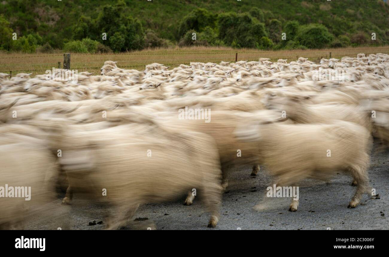 Rebaño de ovejas en movimiento en la carretera, Mayfield, Ashburton, Canterbury, Nueva Zelanda Foto de stock