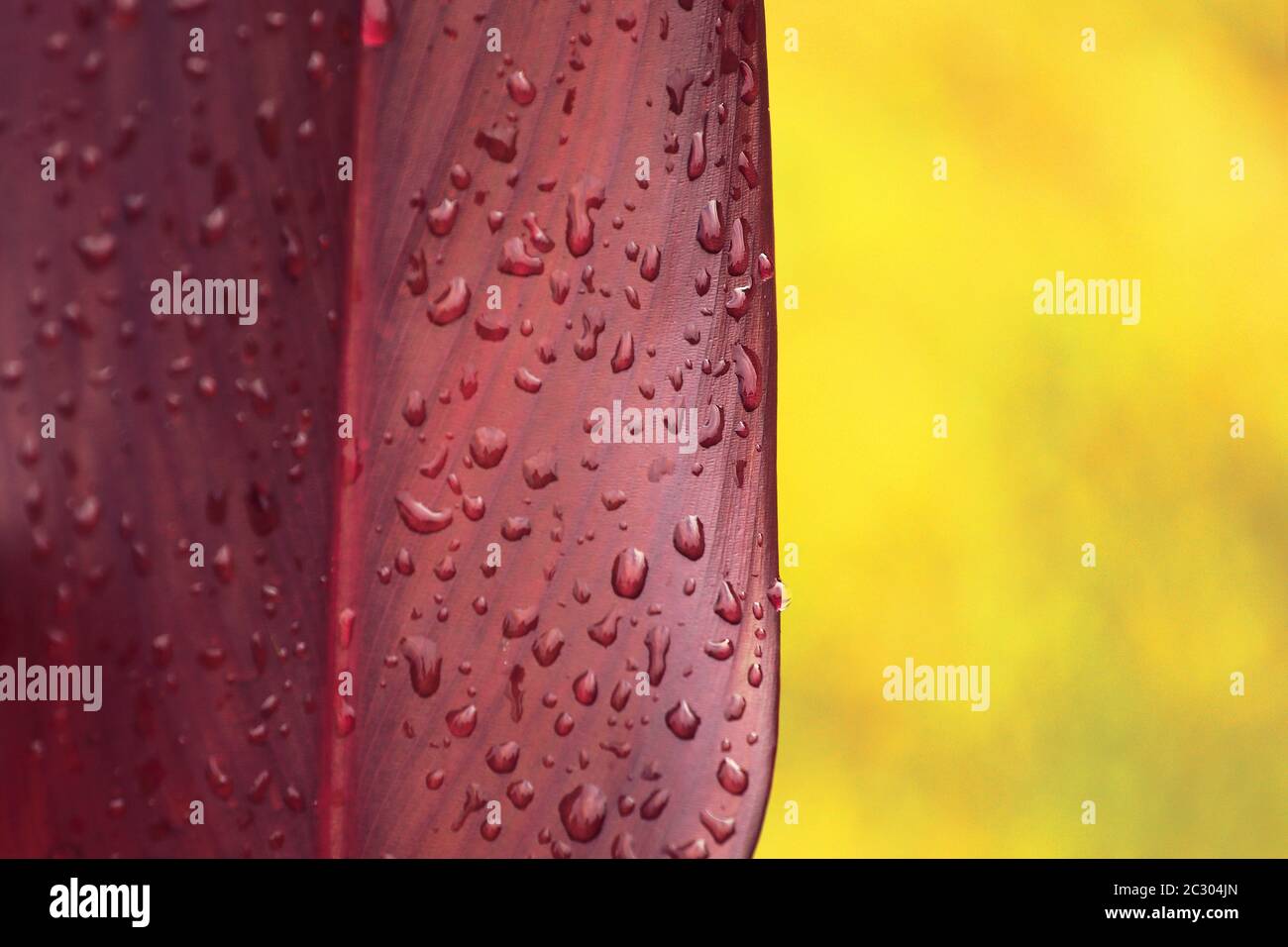 Gotas de agua en hojas rojas sobre fondo amarillo primer plano. Foto macro de gotas de lluvia en la superficie de la hoja. Foto de stock