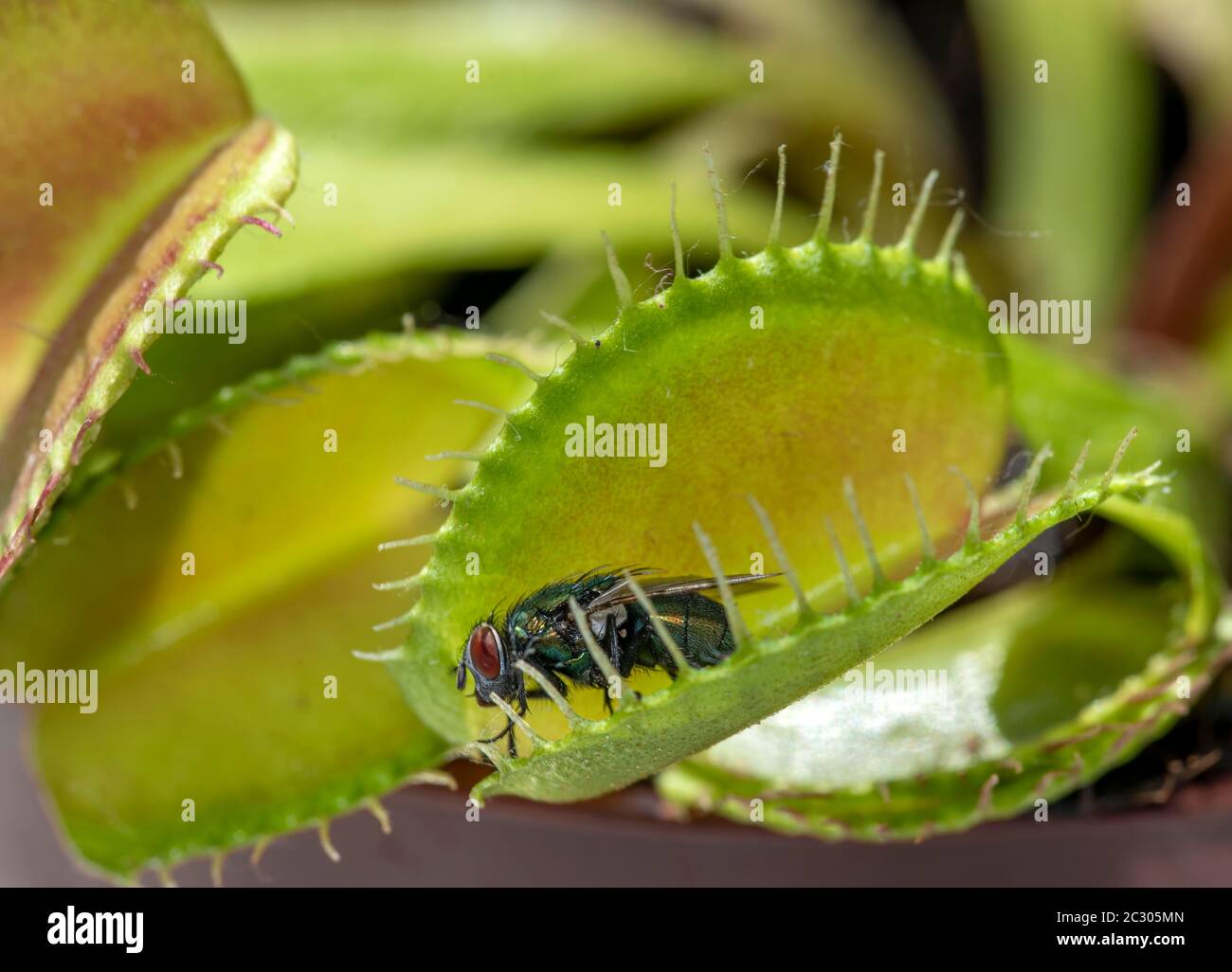 Mosca (Brachycera) en Venustrap (Dionaea muscipula) Foto de stock