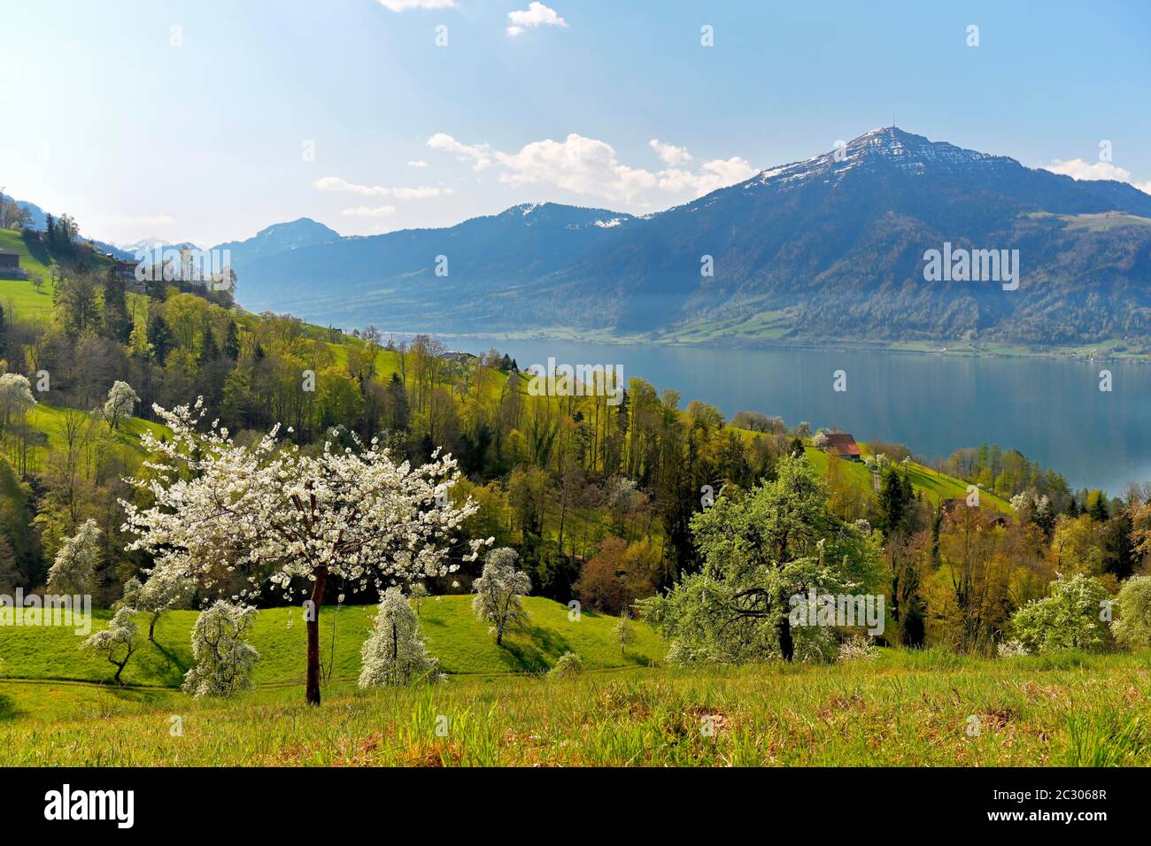 Vistas al lago de Zug y el Monte Pilatus, Cherry Blossoms delante de ella, Walchwil, cantón Zug, Suiza Foto de stock