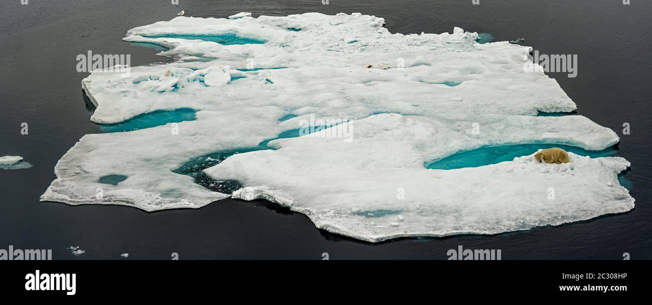 Oso polar (Ursus maritimus) en Iceberg, Nunavut, Canadá Foto de stock