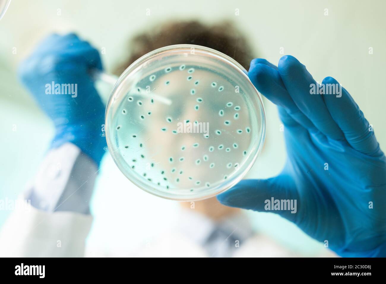 A continuación se muestra el biólogo tomando una muestra de sustancia azul texturizada de la placa de Petri mientras realiza investigaciones en laboratorio Foto de stock