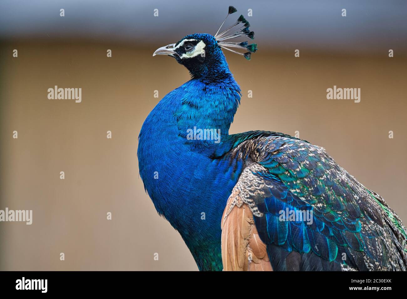 Pfau, Blauer Pfau, pavo cristatus, ave India, ave, Vogel, ave azul, Hühnervögel , animal, azul, pluma, Foto de stock