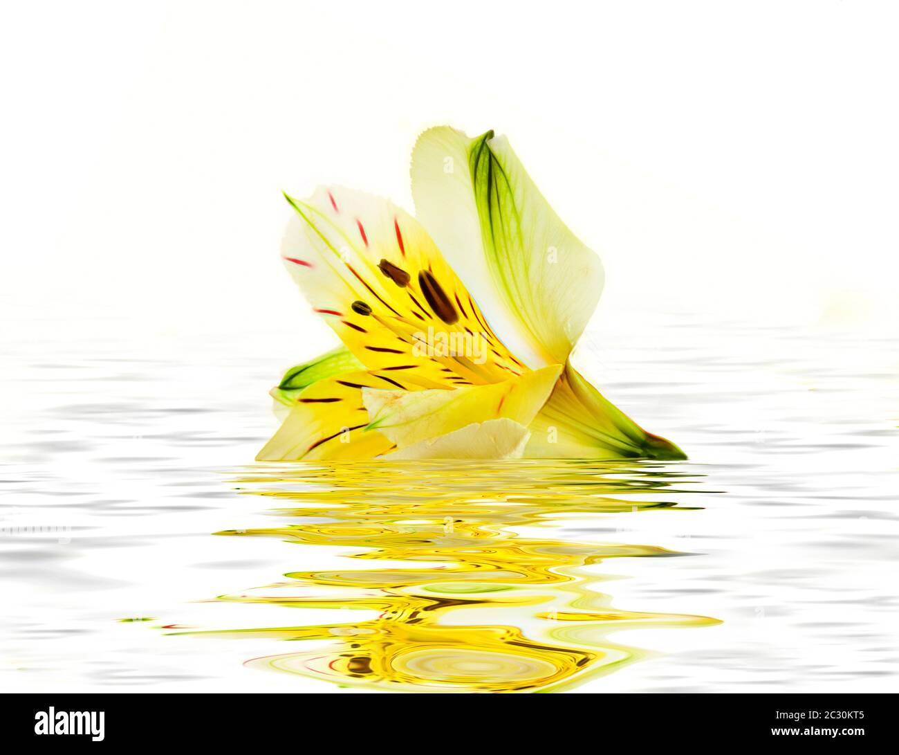 Flores de Alstroemerias flotando en agua sobre fondo blanco Foto de stock