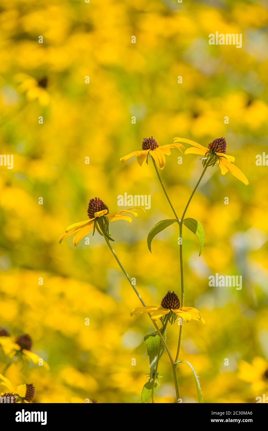 Flores amarillas, Jardín Chanticleer, Wayne, Pennsylvania, EE.UU Foto de stock
